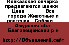 Кавказская овчарка -предлагаются щенки › Цена ­ 20 000 - Все города Животные и растения » Собаки   . Амурская обл.,Благовещенский р-н